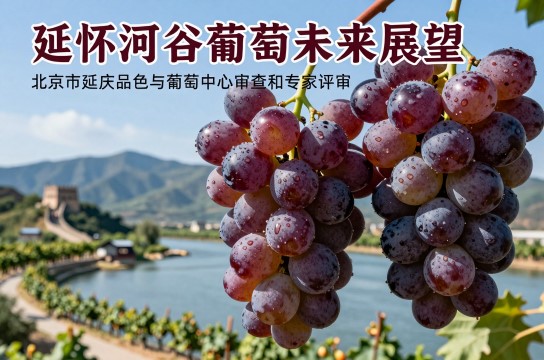 延怀河谷葡萄是哪里的特产?_北京水果特产介绍-展庭百科汇