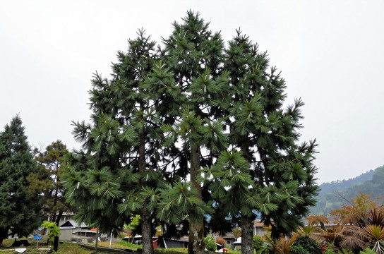 南川金佛山银杉-展庭百科汇