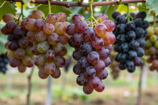 洛宁葡萄-展庭百科汇