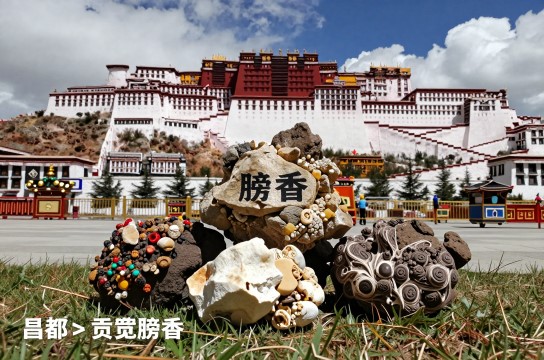 膀香是哪里的特产?_西藏药用特产介绍-展庭百科汇