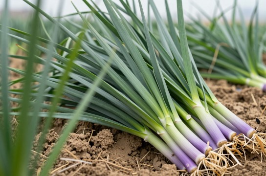 灵山韭菜-展庭百科汇