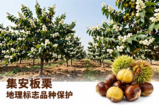 集安板栗-展庭百科汇