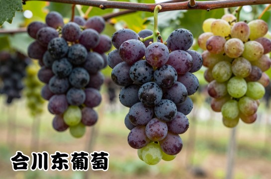合川东山坪葡萄-展庭百科汇
