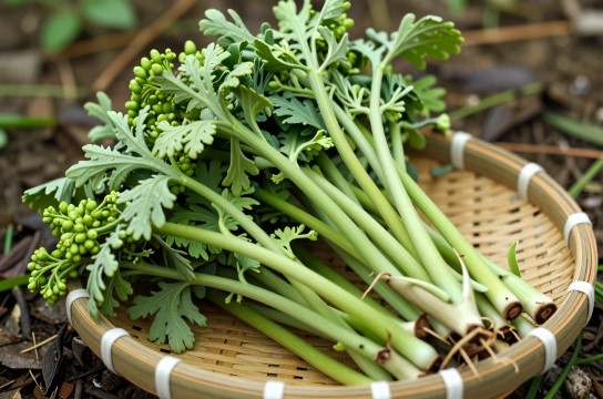 十堰山野菜是哪里的特产?_湖北绿色食品介绍-展庭百科汇