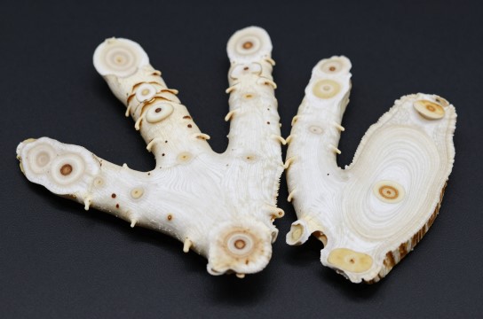 黄平白及-展庭百科汇