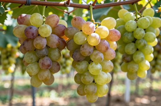 下曲葡萄-展庭百科汇