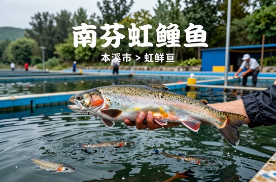 南芬虹鳟鱼