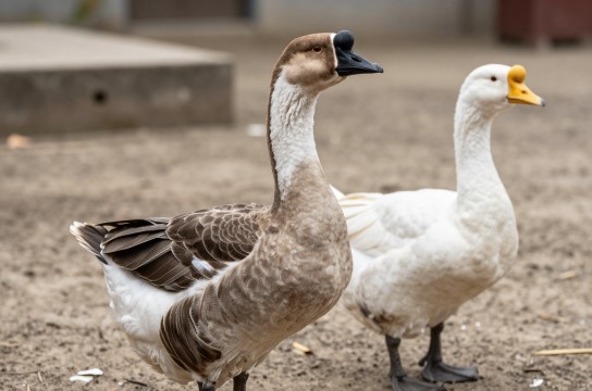 合浦鹅是哪里的特产?_广西家禽特产介绍-展庭百科汇
