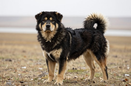 首曲藏獒是哪里的特产?_甘肃畜牧品种介绍-展庭百科汇