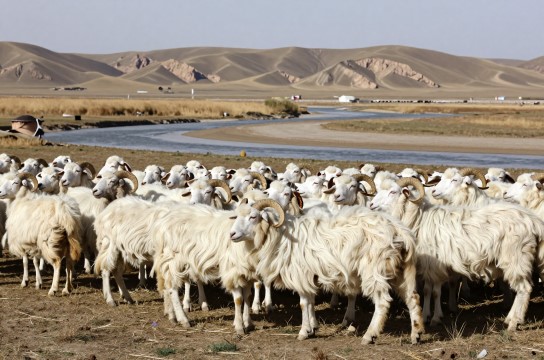 同心滩羊肉-展庭百科汇