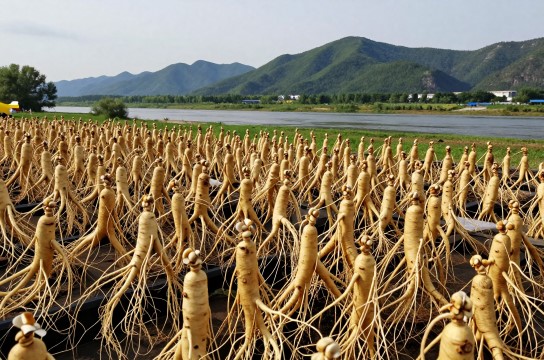 万良镇人参-展庭百科汇