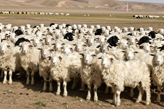 南疆绒山羊-展庭百科汇