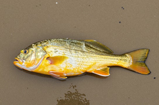 金湾黄立鱼