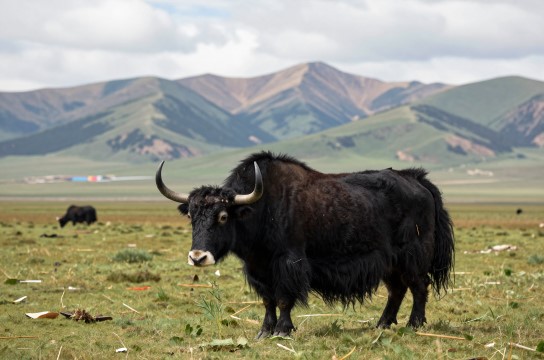 祁连牦牛是哪里的特产?_青海畜产品介绍-展庭百科汇