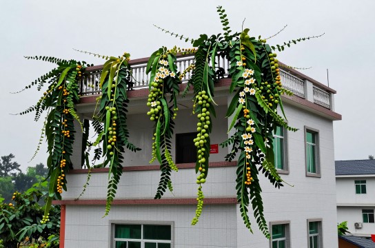 鲁容百香果-展庭百科汇