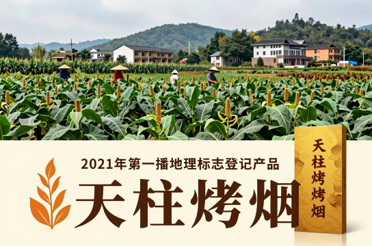 天柱烤烟