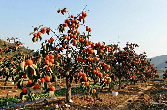 余粮山大红柿-展庭百科汇