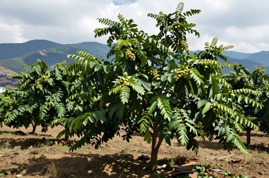 美姑核桃是哪里的特产?_四川干果特产介绍-展庭百科汇