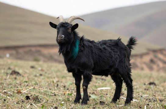 吕梁黑山羊-展庭百科汇
