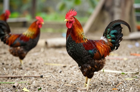 保亭什玲鸡是哪里的特产?_海南禽类特产介绍-展庭百科汇