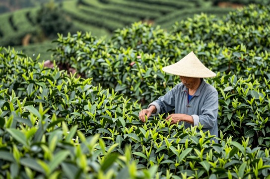 高埔茶是哪里的特产?_福建茶叶类介绍-展庭百科汇