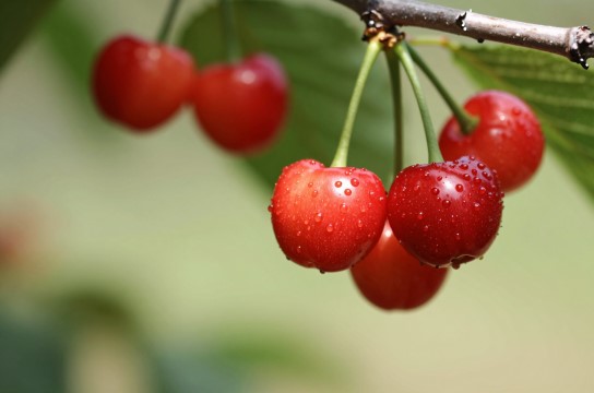 花莲樱桃