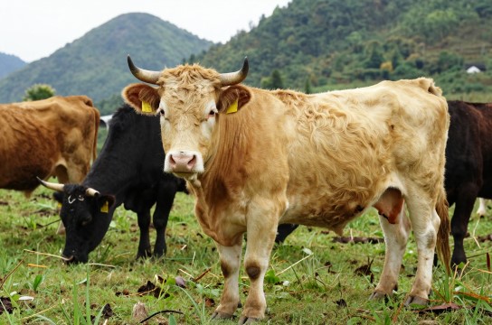 关岭牛-展庭百科汇