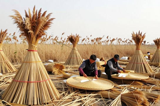 稻屯洼芦苇-展庭百科汇