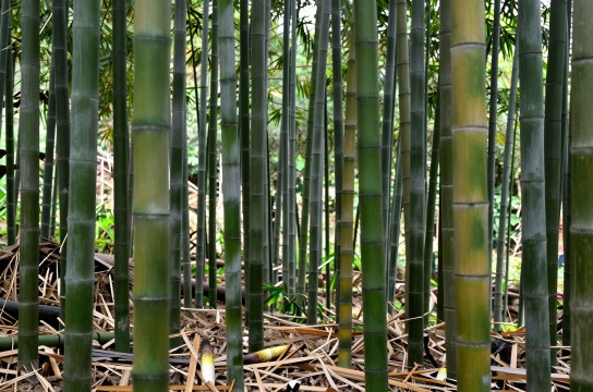 蕉岭冬笋-展庭百科汇