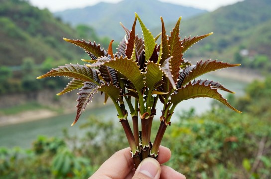 宁强山野菜是哪里的特产?_陕西绿色食品介绍-展庭百科汇