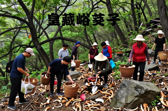 皇藏峪莪子-展庭百科汇