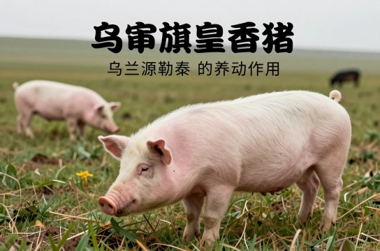 乌审旗皇香猪