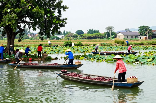 官田菱角-展庭百科汇