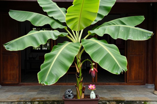 海南芭蕉是哪里的特产?_海南水果特产介绍-展庭百科汇