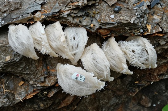 万宁极品燕窝是哪里的特产?_海南滋补特产介绍-展庭百科汇