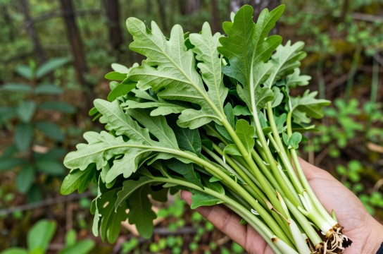 广东菜是哪里的特产?_吉林山野菜介绍-展庭百科汇