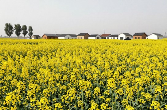 和政双低油菜-展庭百科汇