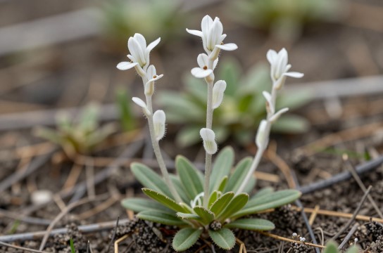 扭果葶苈是哪里的特产?_吉林野生植物介绍-展庭百科汇