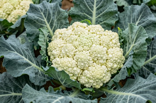崇明花菜