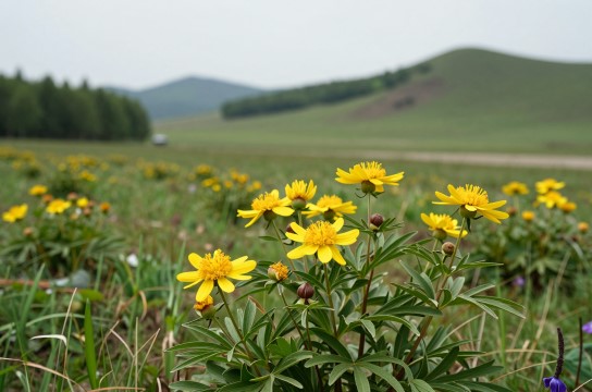 草药