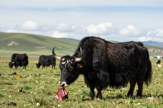大通牦牛肉-展庭百科汇