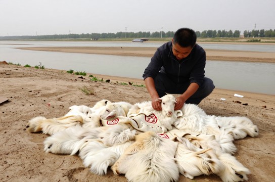 二毛皮是哪里的特产?_宁夏皮毛制品介绍-展庭百科汇