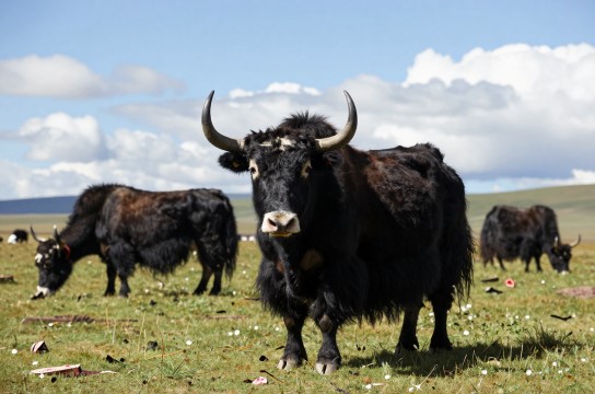 青藏高原牦牛-展庭百科汇