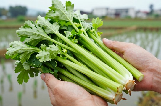 水芹菜