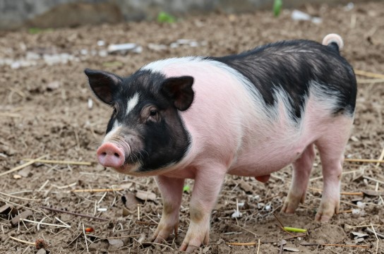 平果桂中花猪-展庭百科汇