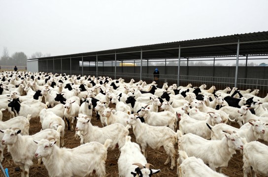 陶庙山羊-展庭百科汇