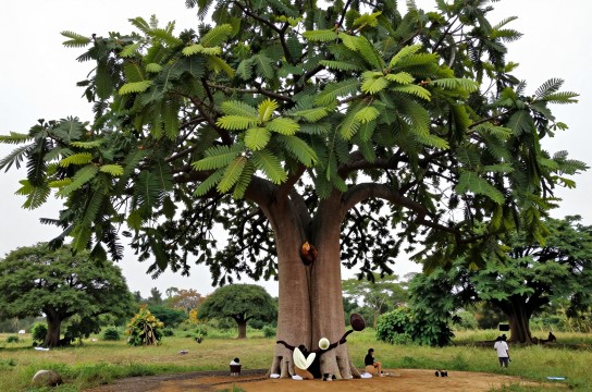 猴面包-展庭百科汇
