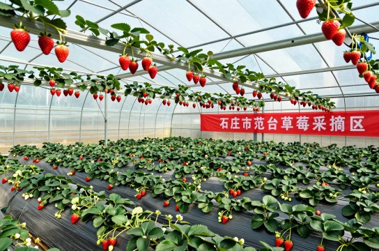 范台草莓是哪里的特产?_河北水果特产介绍-展庭百科汇