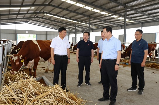 泌阳夏南牛-展庭百科汇