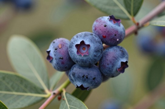 勃利蓝靛果是哪里的特产?_黑龙江野生浆果介绍-展庭百科汇